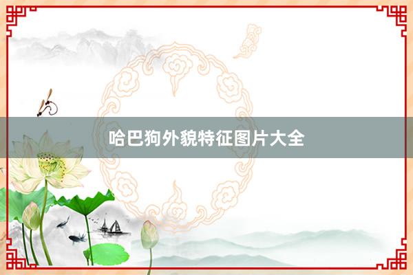 哈巴狗外貌特征图片大全